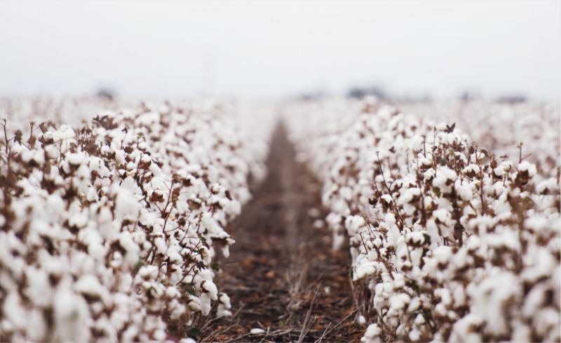 OUR RELATIONSHIP WITH COTTON <br> STARTED IN <span>1950</span>